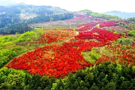 巴南区的一个小镇，面积约122平方千米，名字好听且民风淳朴图片