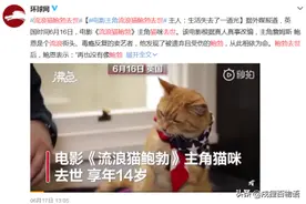 流浪猫鲍勃因车祸意外离世，散养猫咪的2大危机图片