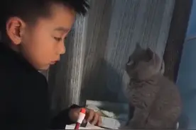 江苏一男孩被妈妈训得眼泪直流，一旁猫咪抬起萌爪为小主人擦眼泪图片