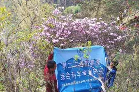 全球最稀有的杜鹃花，目前仅一株，刚在四川省凉山州深山中被发现图片