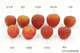 9款荔枝对比测评：玉荷包、黑叶果核大；仙进奉、白糖罂受欢迎图片