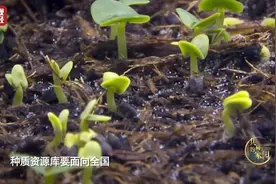 8个足球场大小的种子宝库！这里，种子可以保存上千年，堪称植物的“诺亚方舟”→图片