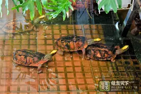 给乌龟注射抗生素能够减少生病？图片