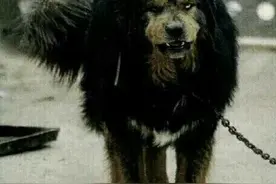 逝去的原野藏獒图片