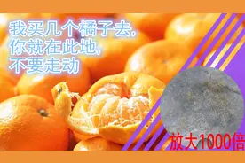 显微镜下的橘子，放大1000倍后，内外的细胞如此相似视频封面