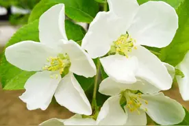 山定子花背后的故事图片