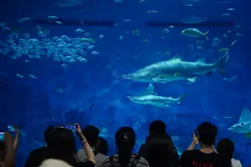 北京海洋馆即日起闭馆，退票等事宜请打这个电话图片