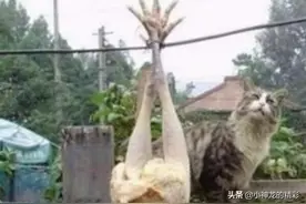 女子把扒光毛的鸡挂在铁丝上，出门买东西，回家后却乐坏了图片