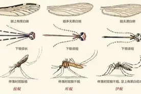 “蚊子高峰期”来了，咬你的是不是它图片