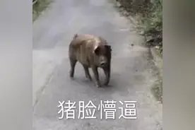 表情包 | 猪脸懵逼图片