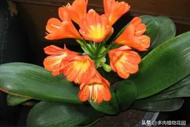君子兰容易夹箭，大多数是因为这三个原因图片