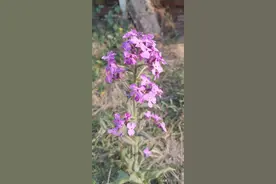 蔷薇少女，夫人？和无名氏野花图片