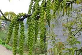 这菜人称长寿菜，长在树上无人识，晒干后60元1斤，真这么好？图片