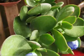 盆栽玉树养开花真不难，有4点要满足，可别再用假花冒充了图片
