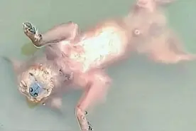 看见狗狗“淹死”在河里，主人崩溃大哭，谁料下一秒它缓缓起身图片