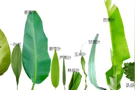 您见过哪些粽叶？这里介绍15种常见可用于包粽的叶子图片