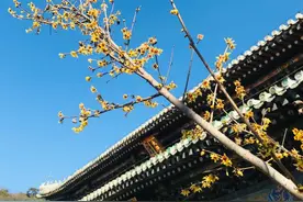 北京门头沟潭柘寺景区春节期间开放公告！图片