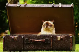 猫咪深度洗护第一步：去油图片