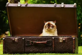 猫咪深度洗护第一步：去油图片