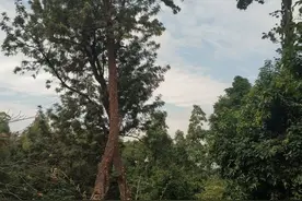 【旅游热点】厦门植物园，有种刘姥姥进大观园的感觉图片
