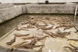曾火爆一时，巴掌大800元一只，如今养殖户纷纷弃养，直言太危险图片