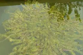 水产养殖界四种最常见的水草详解，适合虾蟹养殖的水草其实是它！图片