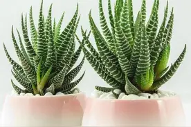 多肉植物锦鸡尾，观赏价值高，要如何培养呢？图片