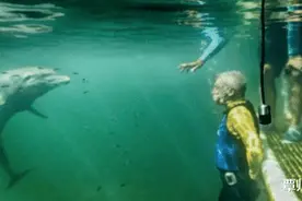海豚为啥喜欢人类？在海豚眼中，人类是这样的图片