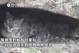 罕见雪豹哺乳画面曝光：雪豹妈妈岩洞中哺育幼崽图片