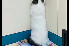 主人一说去医院，猫咪就面朝着墙角躲了起来，这也太天真了吧图片