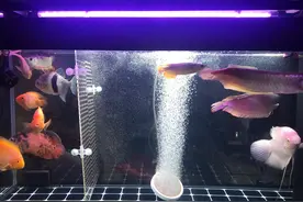 金龙红龙混养。来个大神看看鱼怎么样图片