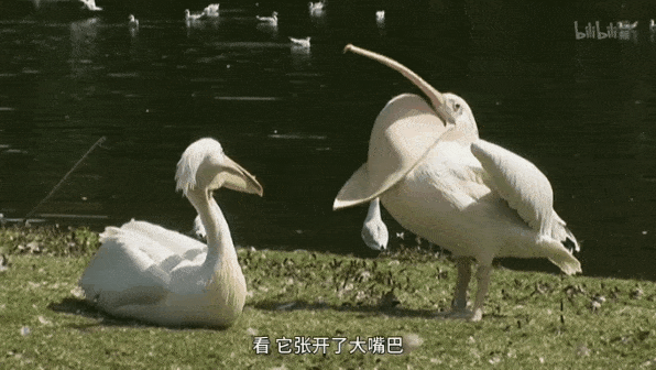 给鹈鹕一个摄像头，它就是最火的吃播，一张大嘴什么都敢吞图片