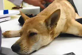 狗狗遭下毒生命垂危，怀孕的主人抱着汪直奔医院：你一定要挺过来图片