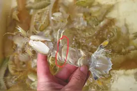 皮皮虾如何分辨公母图片