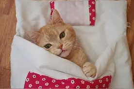 不想从被窝里出来 像人一样睡觉的猫咪 萌你没商量图片