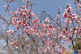 樱花开了！2021年玉渊潭春季赏花文化活动开幕！图片