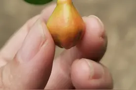 唤醒好春光图片