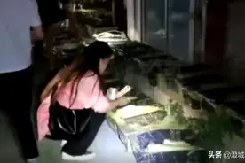 快递邮寄活体猫狗？百余“宠物盲盒”到底咋回事？图片