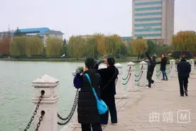 曲靖一闹市飞来一群“天外来客”名叫灰头麦鸡图片