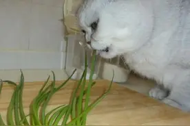 猫咪不能吃的八类食物，危害不逊于巧克力，你知道哪些？图片