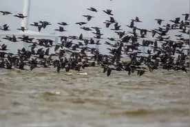 游轮开进深圳湾红树林？还是谨慎点好图片