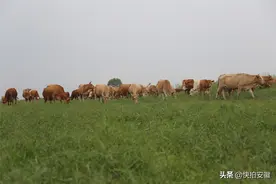 1头牛价值数万块，他养百头却称不赚钱，让家人送饭带酒一天2瓶图片