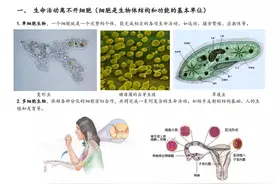 高中生物知识点总结，彩图版，重点难点一目了然图片
