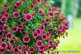 这8种肥料，开花植物、绿叶植物用了可催花、保护花苞、叶片壮图片
