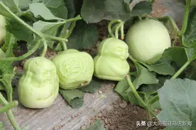 种出元宝寿星福娃造型甜瓜，收入翻番了！上蔡“新瓜农”陈亚威要带村民在瓜种新花样上“搞事情”图片
