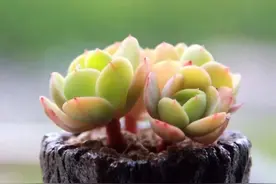 夏天，纵使你虐我千百遍，秋天，我依然待你如初恋图片