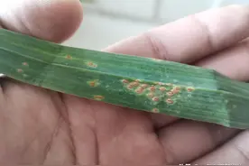 大蒜锈病防治方法和窍门图片