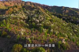 天山野果林重现生机图片
