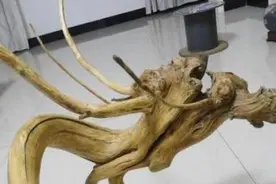 男子挖到龙形树根，以为不值钱扔掉，邻居捡走卖出高价图片