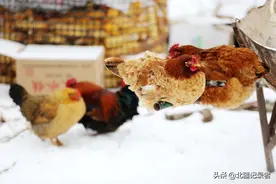大雪过后，一群母鸡犯难了，唯一公鸡的行为简直具备王者般的智慧图片